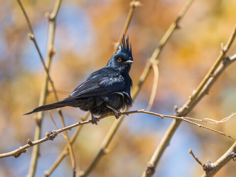 Male Silky Black Phainopepla in Arizona