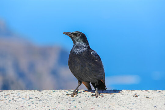 Black starling bird perched on concrete ledge outdoors. Red-winged starling watching scenic landscape on sunny day suitable for nature photography and wildlife habitat conservation concepts