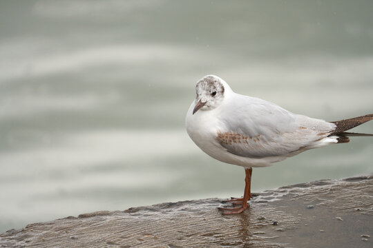 A close-up of a white seagull with raindrops on its tail feathers on a concrete parapet near the seashore. It's raining.