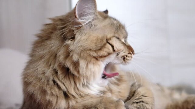 Yawns cat. Cute funny pets at home. Soft morning light. Close up. Humor, Soft light, cozy vibes, beloved kitten relaxing at home, bathed in soft morning light captures a candid, humorous moment of eve