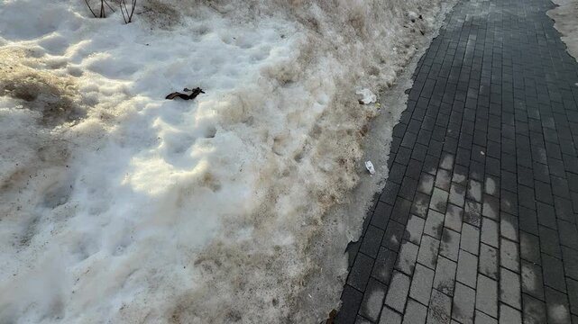 Early spring scene with melting snow along city sidewalk showing thawed snow, wet ground, and seasonal transition