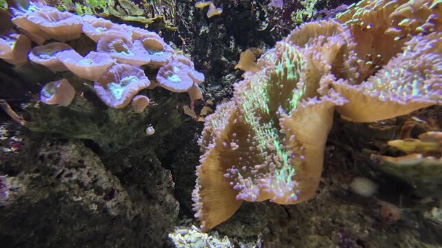 Closeup Of Coral Polyps Swaying. Bright And Dynamic Image Capturing Coral Polyps In Saltwater Aquarium Environment