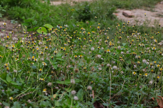 Beautiful field of Tridax procumbens wildflowers blooming in a green meadow.