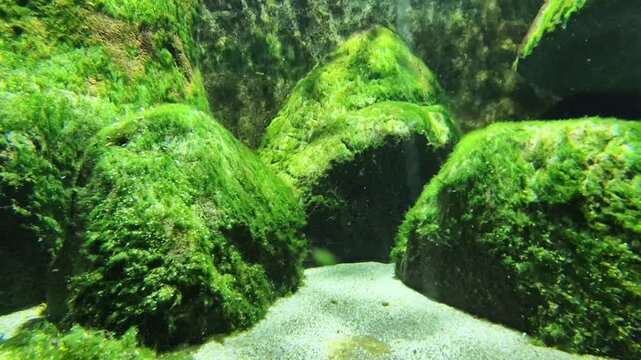 Tranquil Aquatic Landscape. Serene Freshwater Scene With Moss. Underwater Environment Featuring Algae And Smooth Lighting