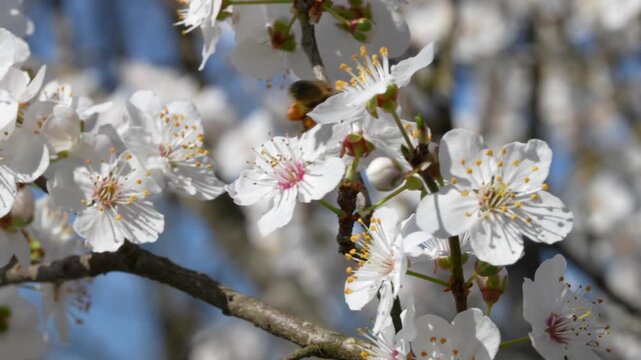 Bee spring