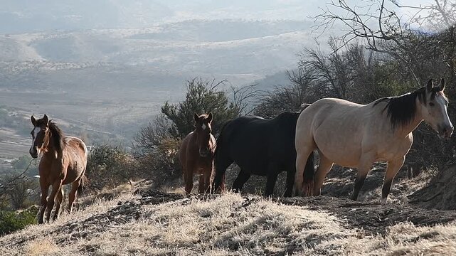 Animales en monta&ntilde;a al atardecer
