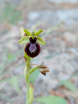 Early spider-orchid, Ophrys sphegodes, Catalonia, Spain