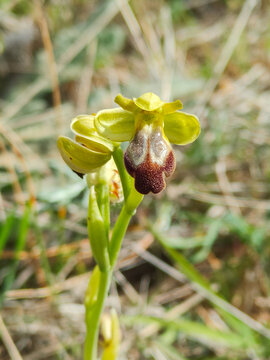 Sombre Bee-orchid, Ophrys fusca, Catalonia, Spain
