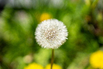 Fototapeta premium Close-up of white dandelion seed head with fluffy parachute seeds against blurred green grass and yellow flowers outdoors.