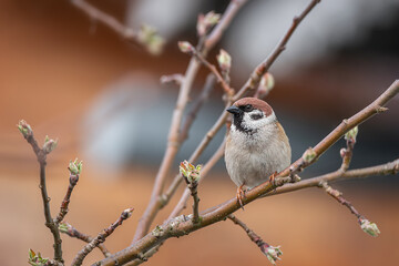 Fototapeta premium closeup of a House sparrow standing on a tree.