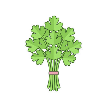 Fresh bunch of green parsley herb vector illustration on white background with cilantro