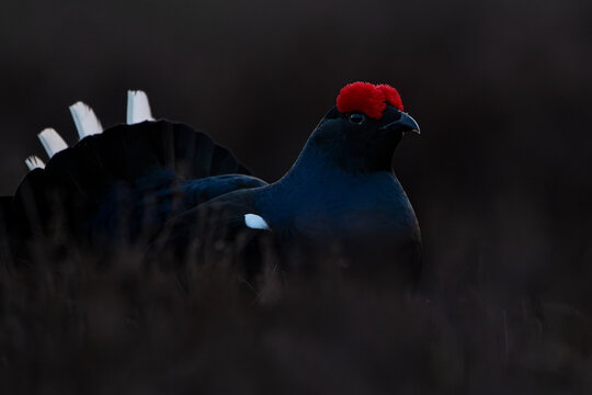 Black grouse portrait at dawn