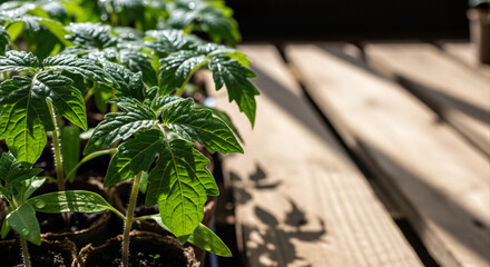 Obraz premium Vibrant tomato seedlings in peat pots under natural midday sun, conveying growth and spring gardening success
