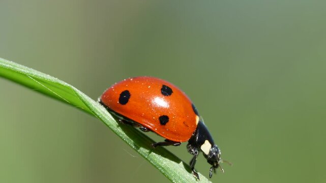 ladybug on green leaf