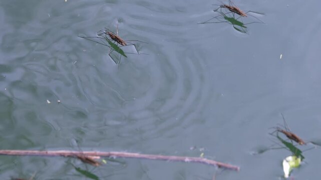 pondskater