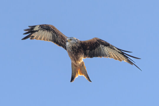 Red kite in flight