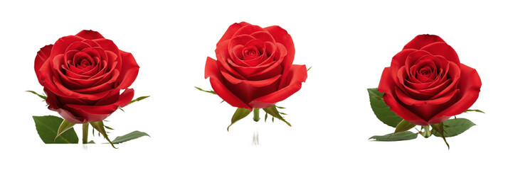 Fototapeta premium Beautiful Red Rose Flower with Green Leaves Isolated on Transparent Background, High Quality Floral PNG for Romance Valentine's Day and Luxury Gift Design Projects
