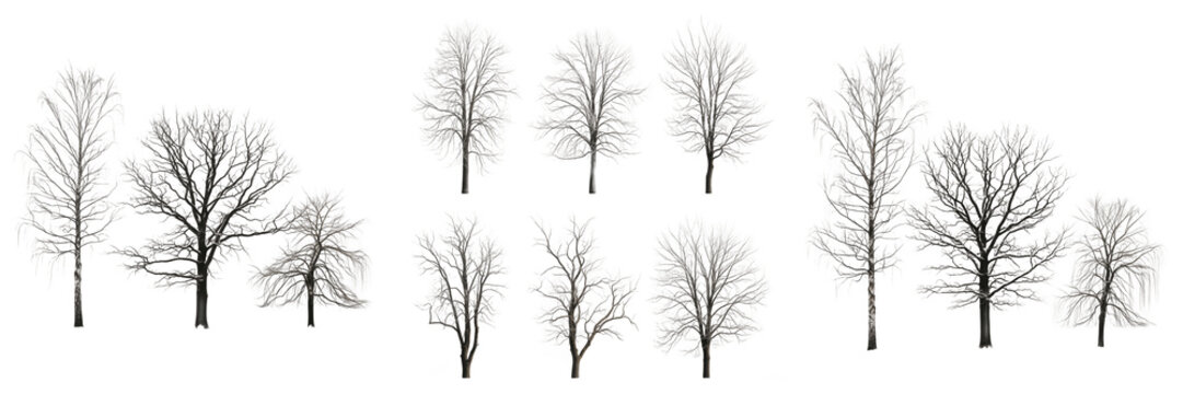 Collection of Bare Winter Trees Without Leaves Isolated on Transparent Background, High Quality Nature PNG for Seasonal Landscape Design and Environmental Awareness Projects