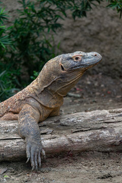 Komodo dragon walking rocky ground zoo enclosure Colombia