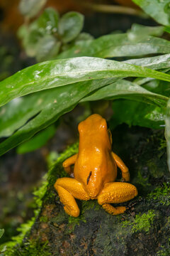 Golden poison dart frog on green leaf Colombia zoo