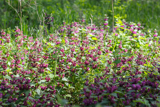 Purple dead-nettle wildflowers. Wide view of blooming purple dead-nettle covering a sunlit meadow floor, with lush green grass and soft natural background. 