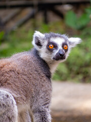 Obraz premium Ring-tailed lemur sitting striped tail portrait Colombia zoo