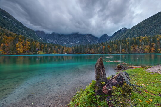 Tree stump at dawn on Lago di Fusine Inferiore Lake north shore, backed by an autumn forest at the foot of the cloudy Mangart range. Fusine-Italy-009