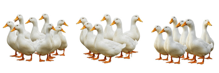 Group of White Geese Standing and Walking Isolated on White Background for Poultry Farming Agriculture, Rural Countryside Photography, and Farm Animal Wildlife Education Graphics. © JFK KOO!