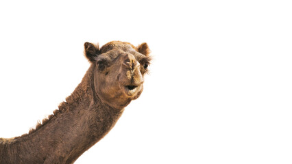 Close-up portrait of a camel looking directly at the camera on a white background