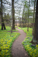 Fototapeta premium Spring lawn in park with path and blooming yellow and purple wildflowers covering ground around trees, springtime in public garden, many wild flowering plants in full bloom surrounded by green grass.