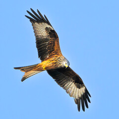 Fototapeta premium Red Kite in flight