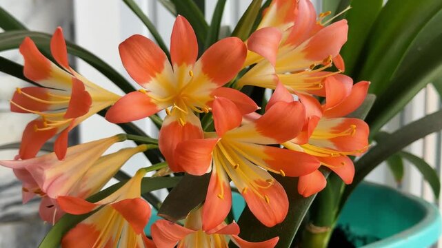 Clivia orange flowers blooming in pot on windowsill, indoor houseplant with green leaves in soft natural light closeup