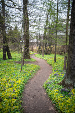 Spring lawn in park with path and blooming yellow and purple wildflowers covering ground around trees, springtime in public garden, many wild flowering plants in full bloom surrounded by green grass.