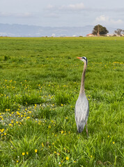 Fototapeta premium Blue Heron Stands In Bright Green Field