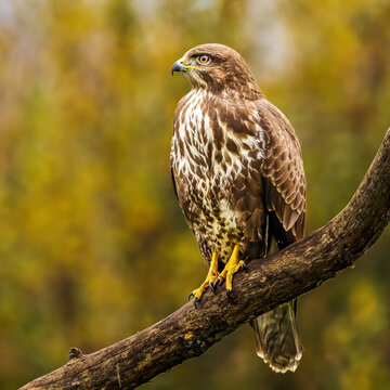 Common Buzzard