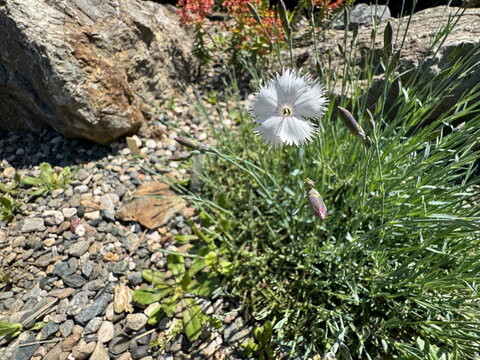 A delicate white Dianthus flower with fringed petals blooming in a sunny rock garden. Captured at the Nezahat Gokyigit Botanical Garden in Istanbul.