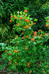 Naklejka premium Viburnum opulus 'Compactum' a summer flowering shrub plant with a white summertime flower and red berries in autumn commonly known as compact guelder rose, gardening stock photo image
