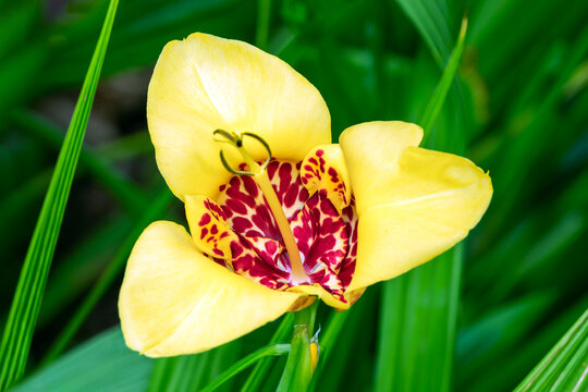 Trigridia pavonia, 'Aurea' a summer autumn fall bulbous perennial flowering plant with a yellow summertime flower commonly known as Tiger Flower or Peacock Flower, gardening stock photo