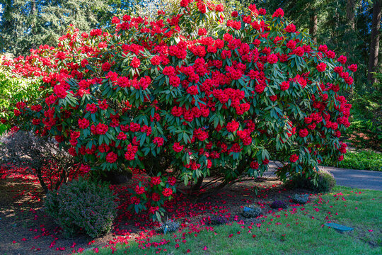 Deep Red Spring Flowers 2