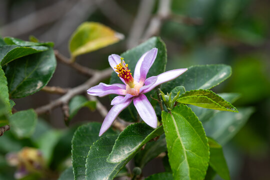 Macro shot of a crossberry (grewia occidentalis) flower in bloom