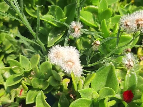 Beautiful flowers in a city park, Hermoso flores de un parque en la ciudad video 10
