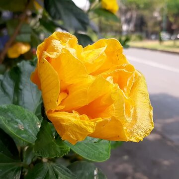 Beautiful flowers in a city park, Hermoso flores de un parque en la ciudad video 9