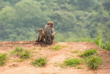Obraz premium Mother and baby toque macaque monkeys, Sigiriya, Sri Lanka