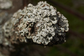 Fototapeta premium Parmelia sulcata (lat. Parmelia sulcata) - type of lichen genus Parmelee (Parmelia) family Parmeliaceae (Parmeliaceae).