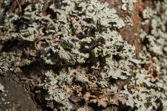 Parmelia sulcata (lat. Parmelia sulcata) - type of lichen genus Parmelee (Parmelia) family Parmeliaceae (Parmeliaceae).