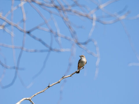 Say's phoebe perched in a tree in Arizona