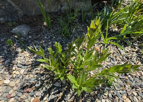 The emerging dark purple buds and lance-shaped leaves of Amsonia orientalis, European bluestar or Oriental bluestar growing in a gravel bed at the Nezahat Gokyigit Botanical Garden in Istanbul.
