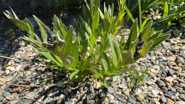 The emerging dark purple buds and lance-shaped leaves of Amsonia orientalis, European bluestar or Oriental bluestar growing in a gravel bed at the Nezahat Gokyigit Botanical Garden in Istanbul.