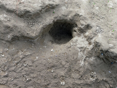 Sandy Riverbank Burrow Hole on Fraser River Bank With Eroded Sand Cliff Near British Columbia