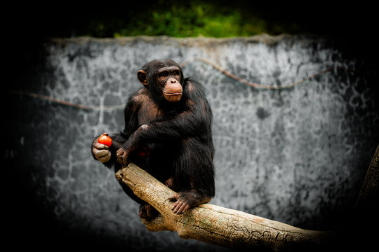 Chimpanzee sitting on a branch holding a red fruit in its hand